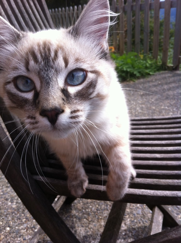 Still Flowing Yoga Méditation Mindfulness Charlotte Morin Poubeau