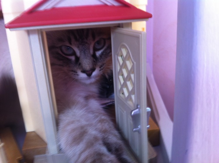 Still Flowing Yoga Méditation Mindfulness Charlotte Morin Poubeau