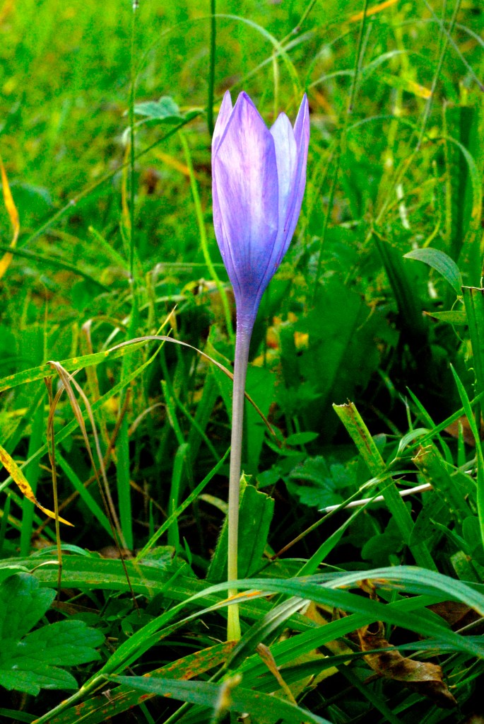 Still Flowing Yoga Méditation Mindfulness Charlotte Morin Poubeau